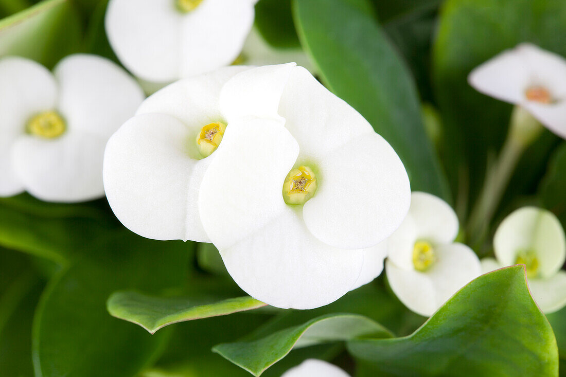 Euphorbia milii, white