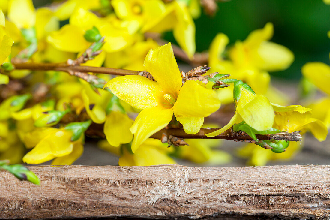 Forsythia x intermedia