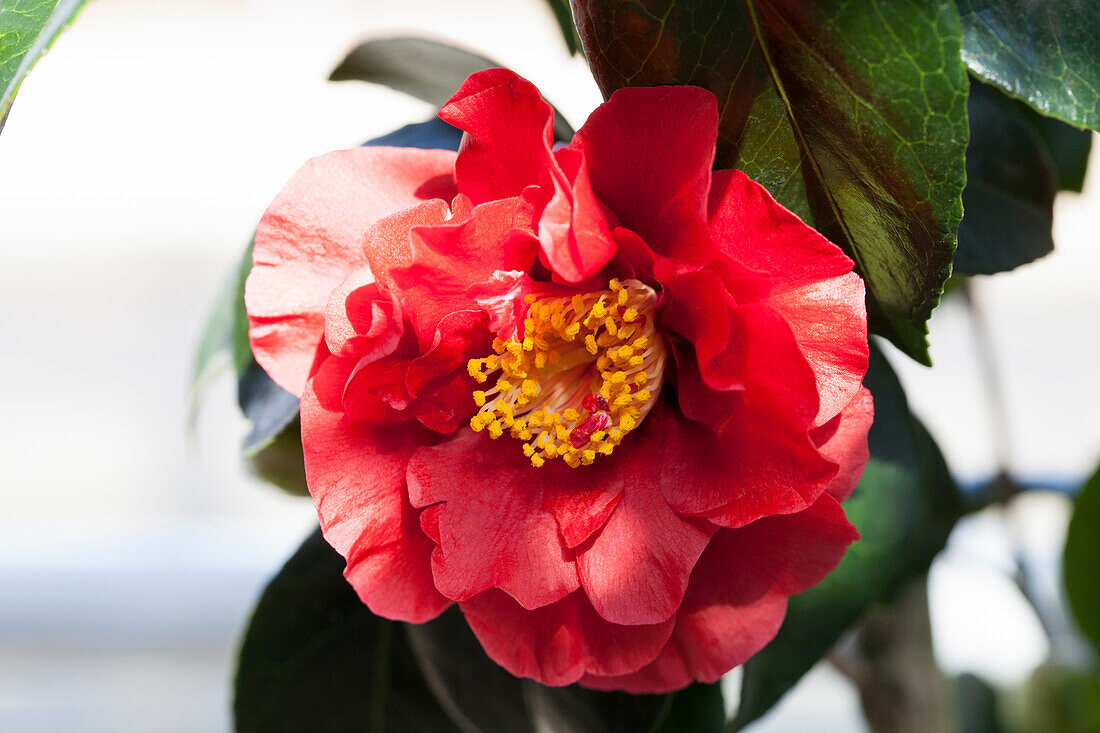 Camellia japonica 'Bob Hope'