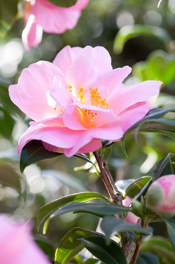 Camellia japonica 'Betty Sette'