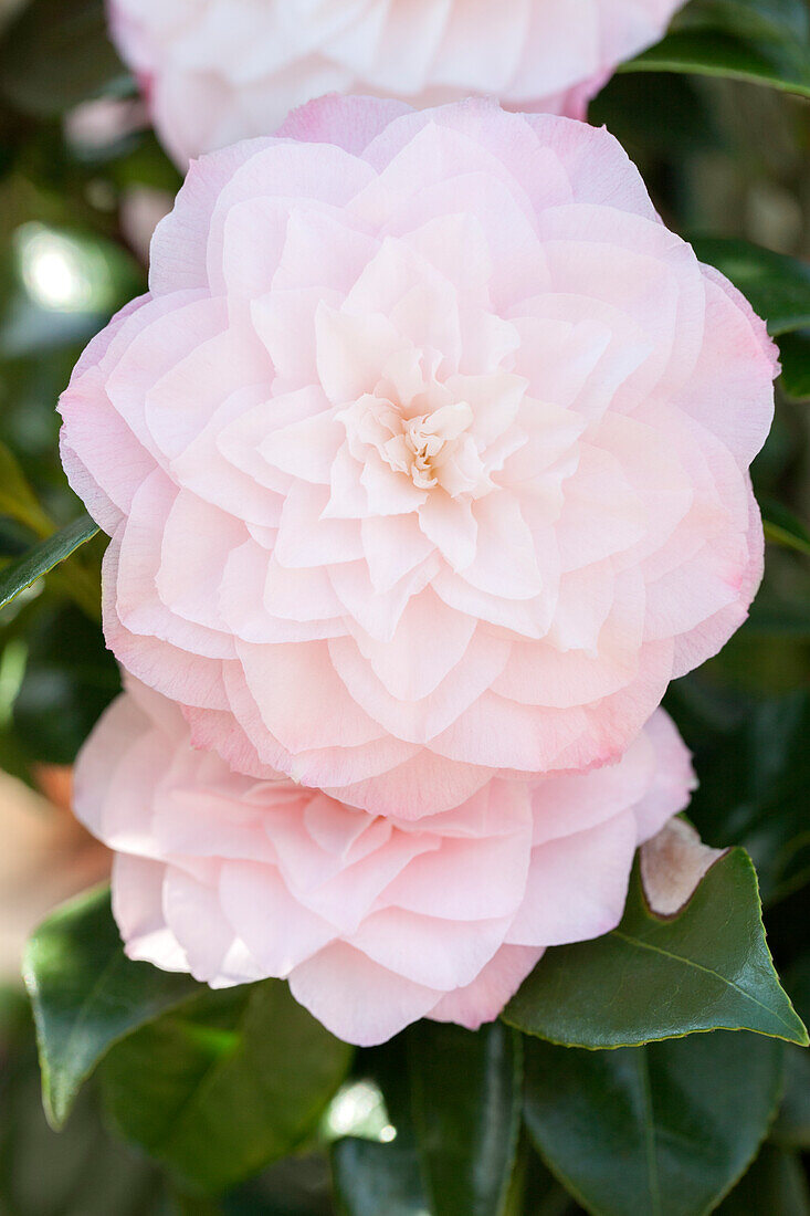 Camellia japonica 'Nuccio's Pearl'