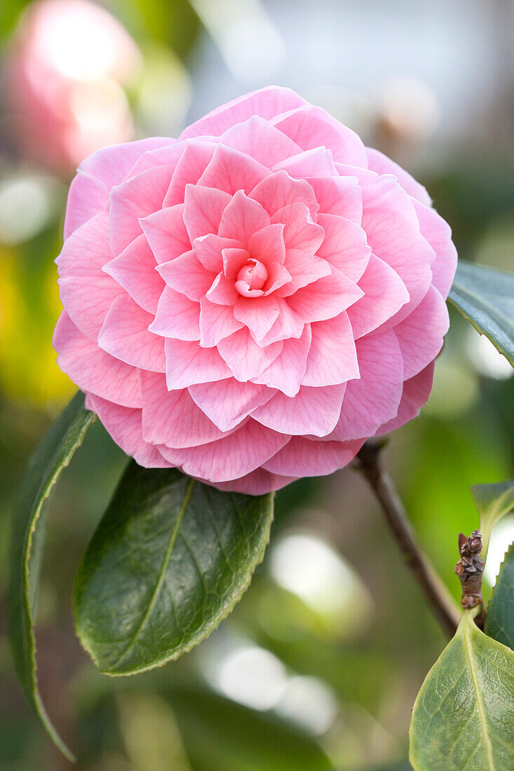 Camellia japonica 'Nepal Rose'