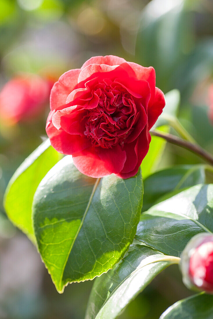 Camellia japonica 'Spring Dawn'