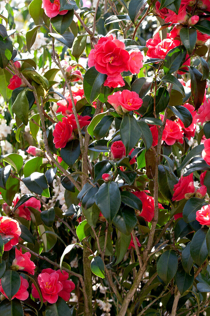 Camellia japonica 'Betty Sette'