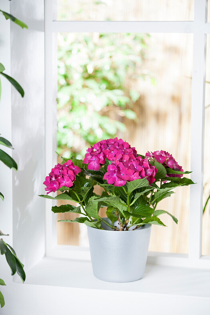 Hydrangea macrophylla