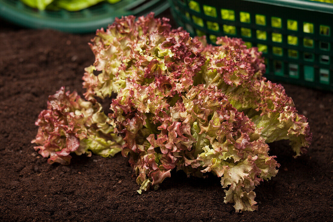 Lactuca sativa var var. crispa 'Lollo rosso'