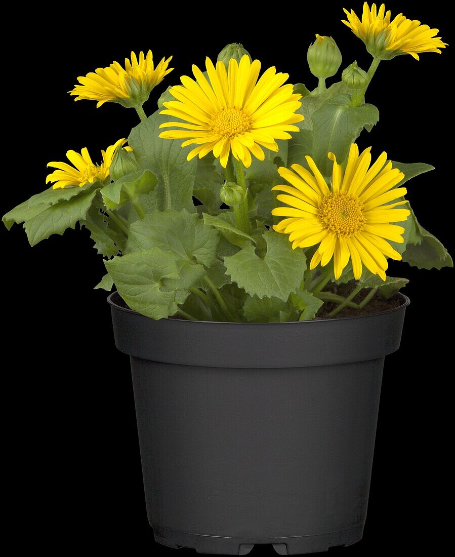 Doronicum orientale, yellow