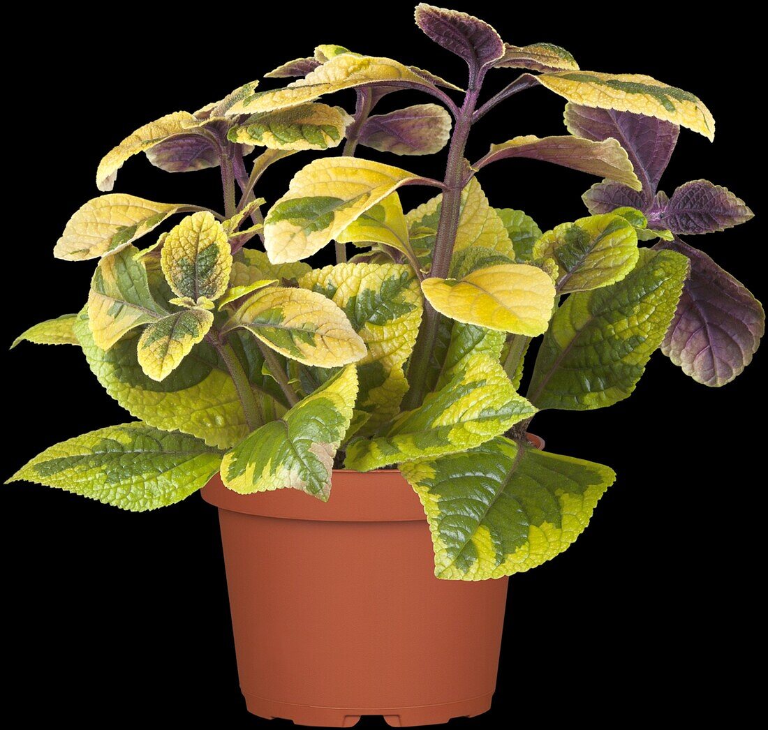 Plectranthus