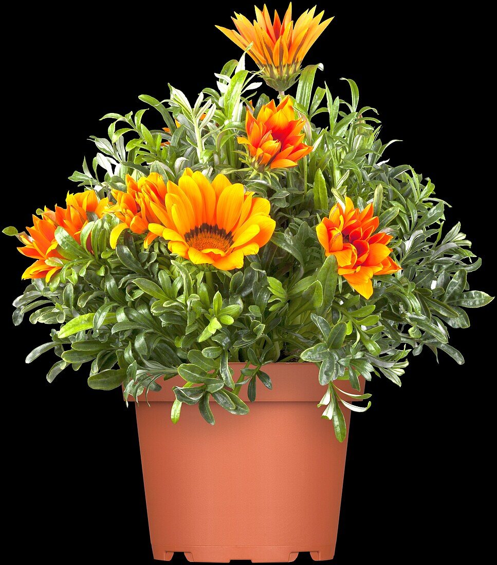 Gazania