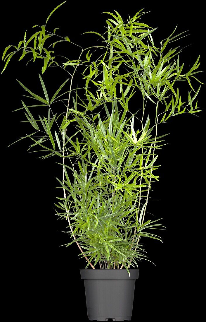 Asparagus falcatus