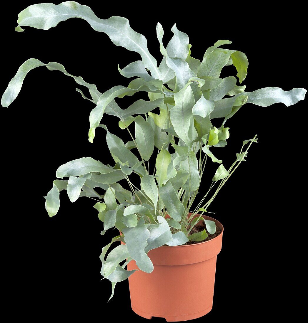 Phlebodium aureum 'Blue Star'.