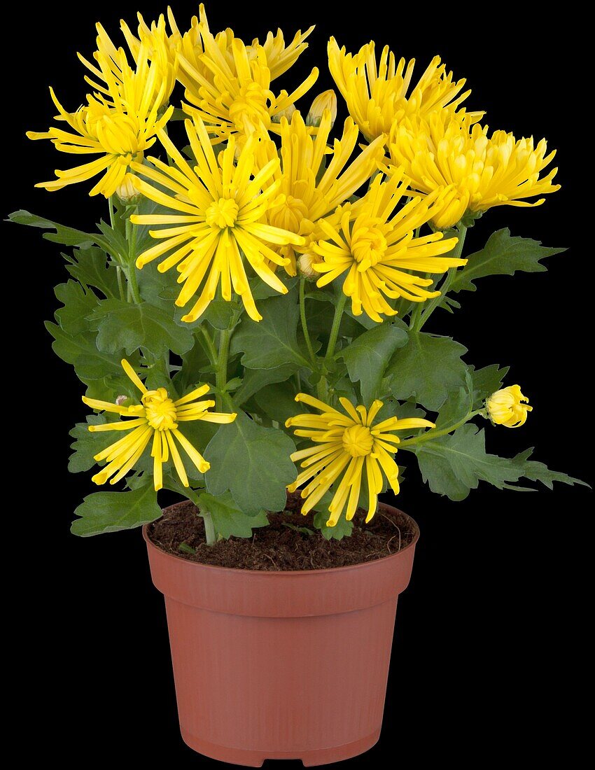 Chrysanthemum indicum