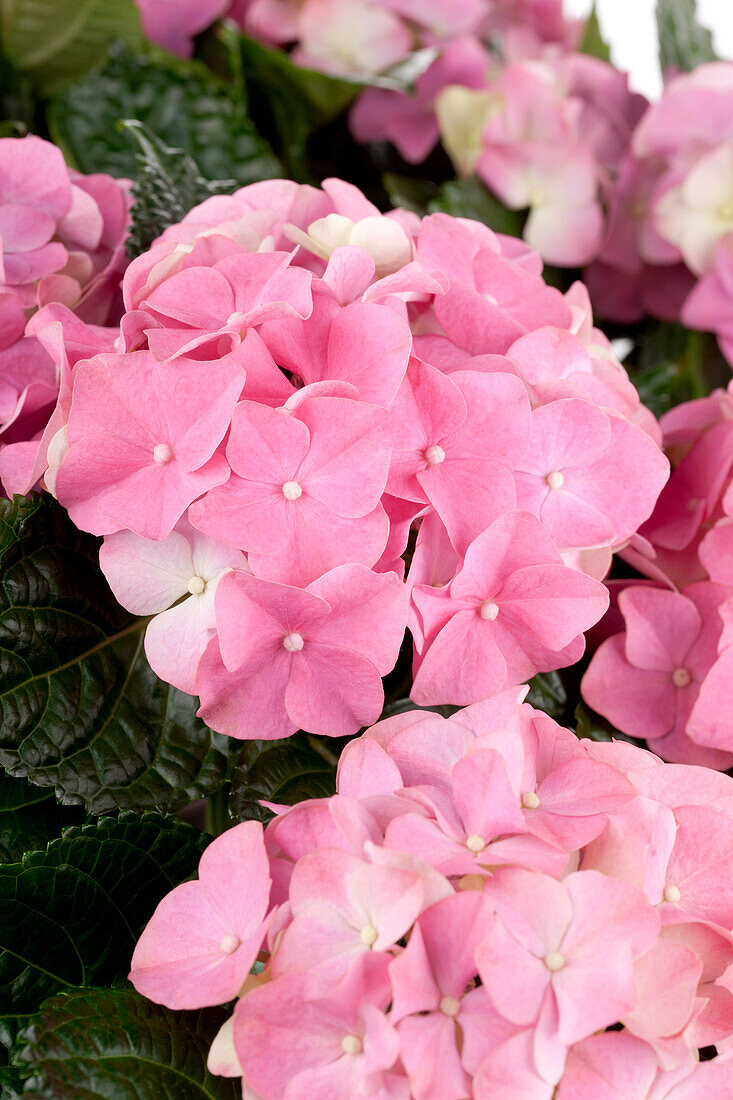 Hydrangea macrophylla, rosa