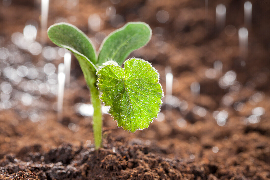 Cucurbita pepo