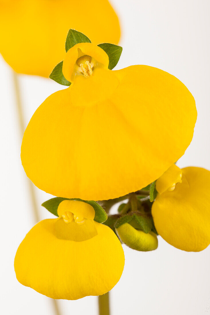 Calceolaria