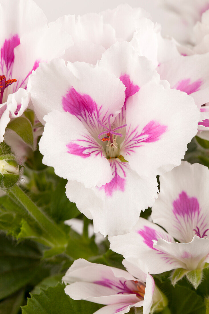 Pelargonium grandiflorum