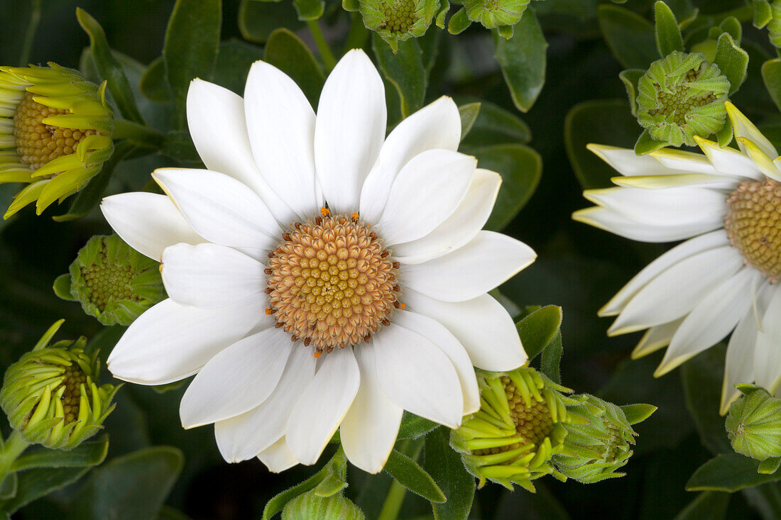 Osteospermum ecklonis