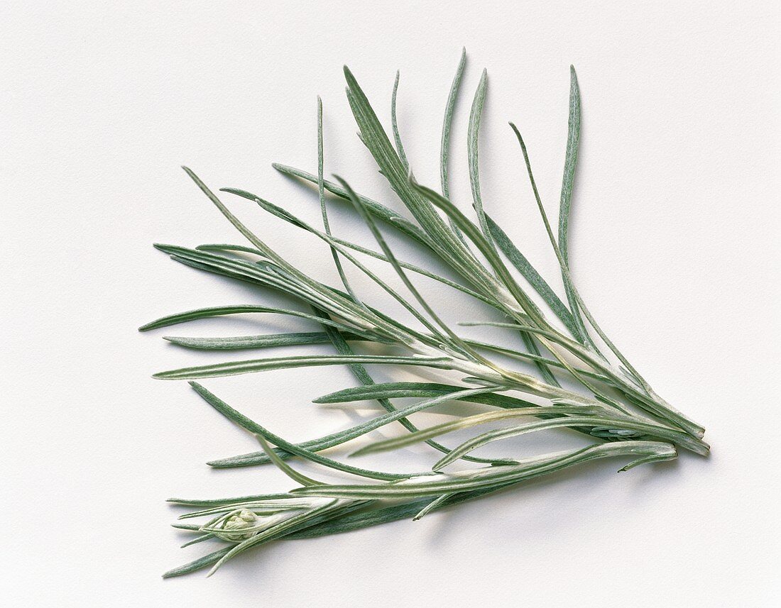 Curry plant (sprig with leaves and seed capsules)