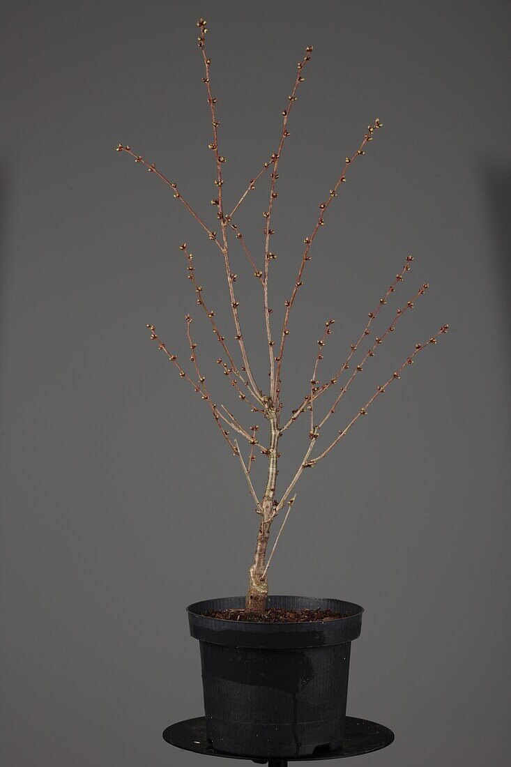 Prunus kurilensis 'Brillant'