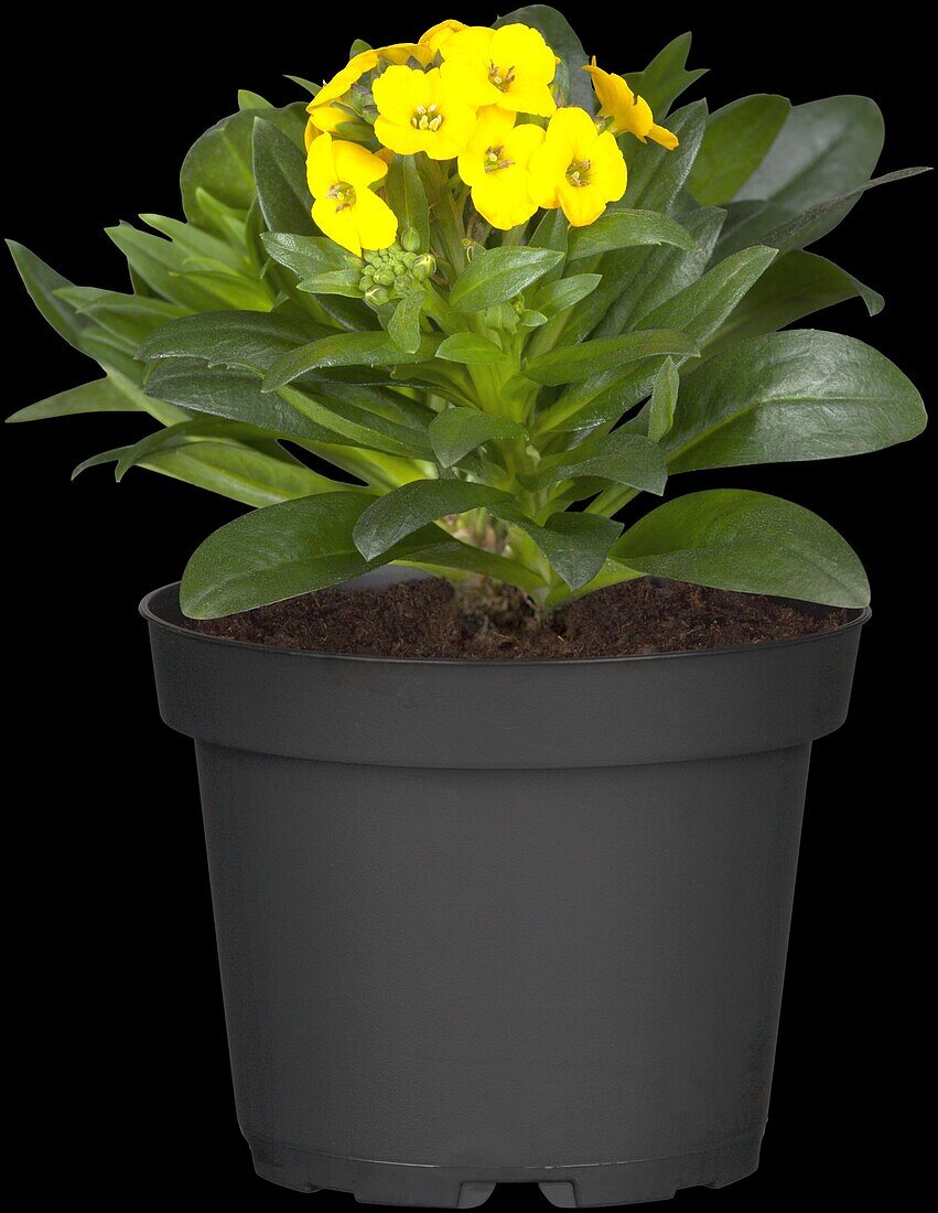 Erysimum suffruticosum 'Gold Dust' (Gold Dust)