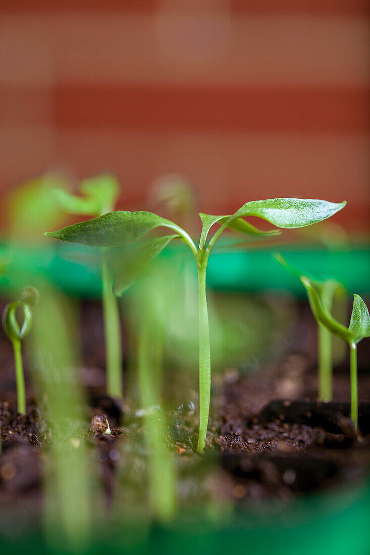 Capsicum annuum