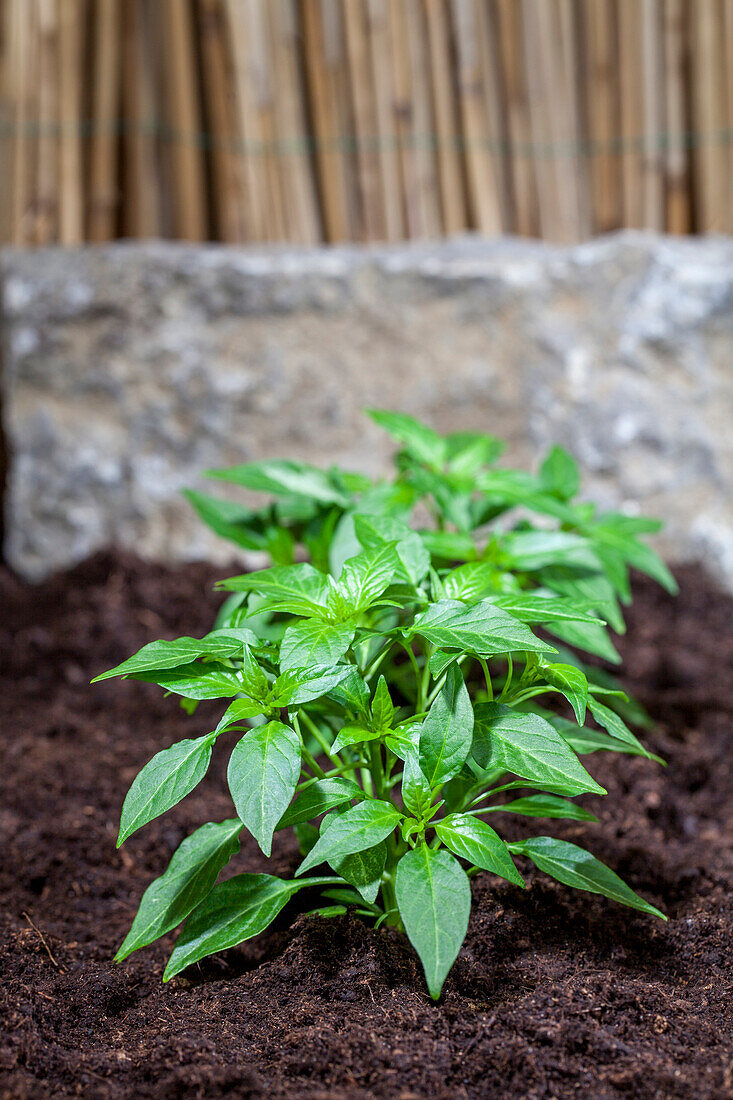 Capsicum annuum