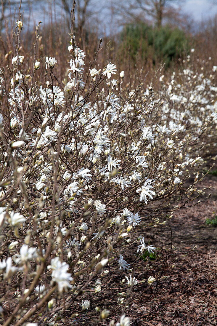 Magnolia stellata