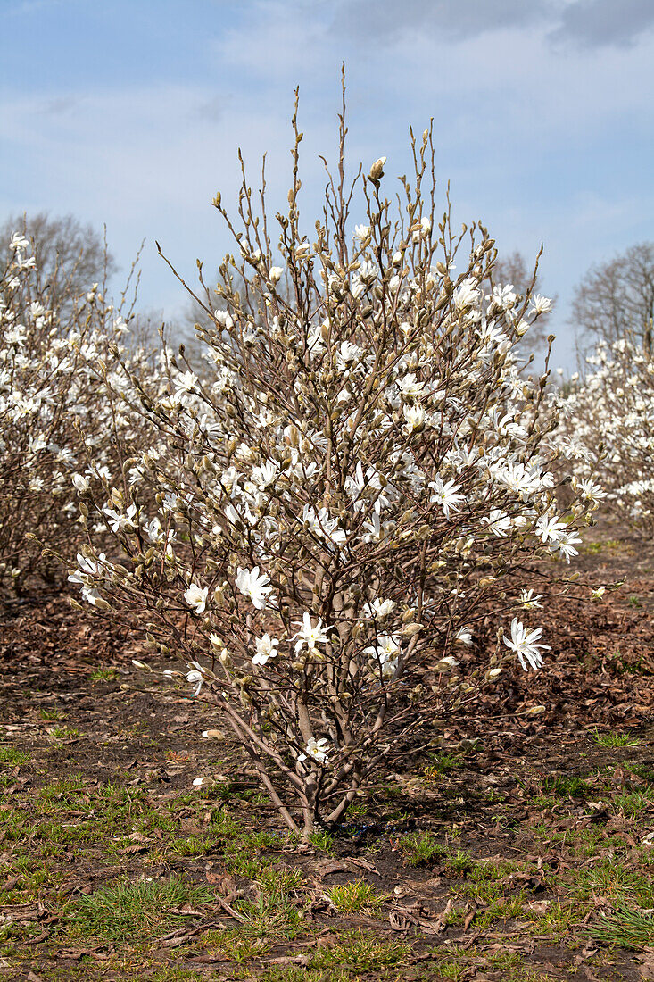 Magnolia stellata