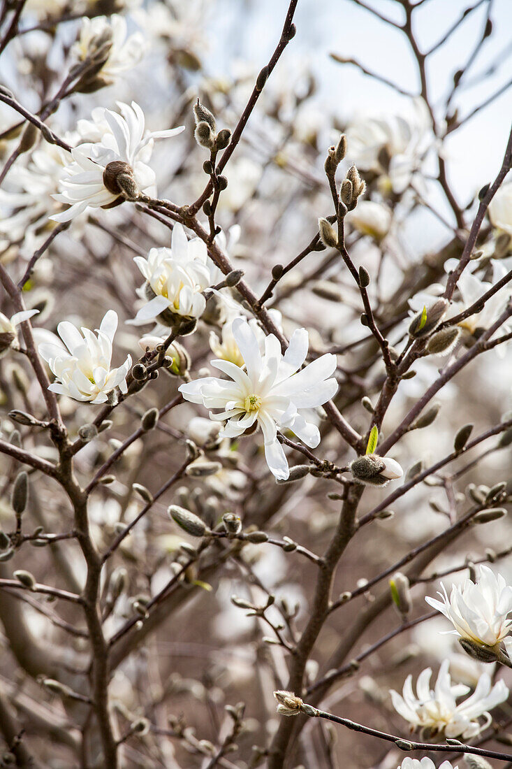 Magnolia stellata