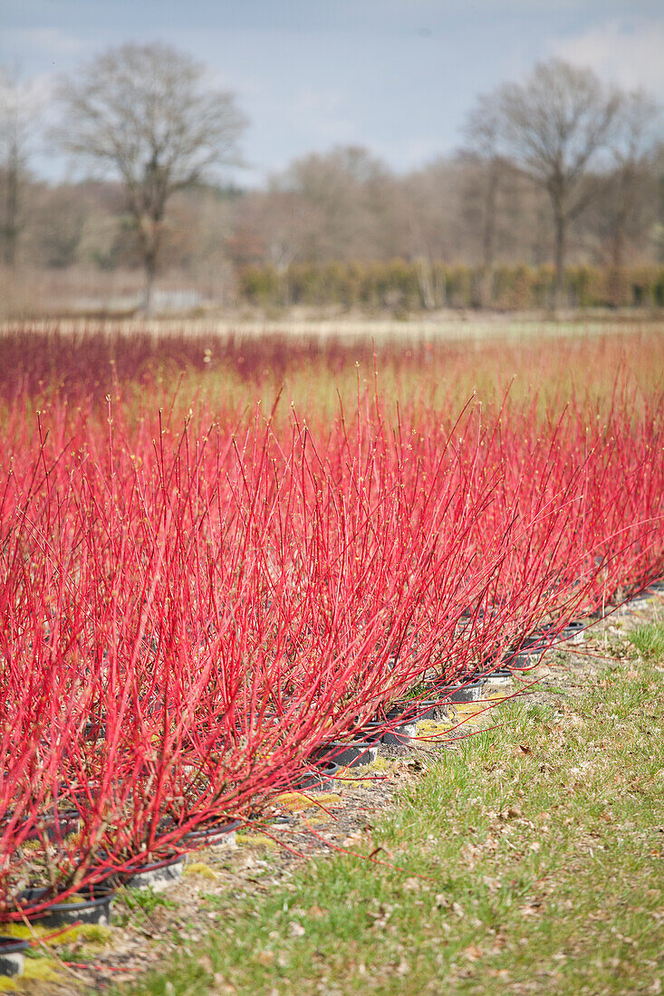 Cornus alba 'Sibirica'