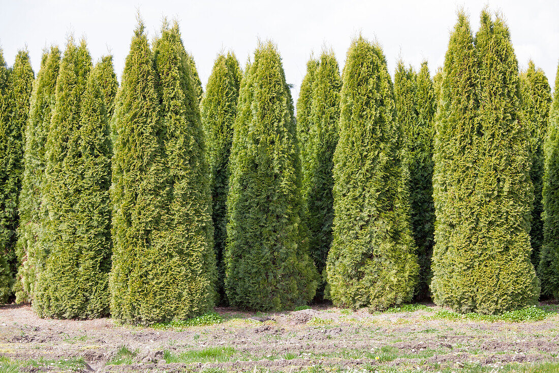 Thuja occidentalis 'Smaragd'