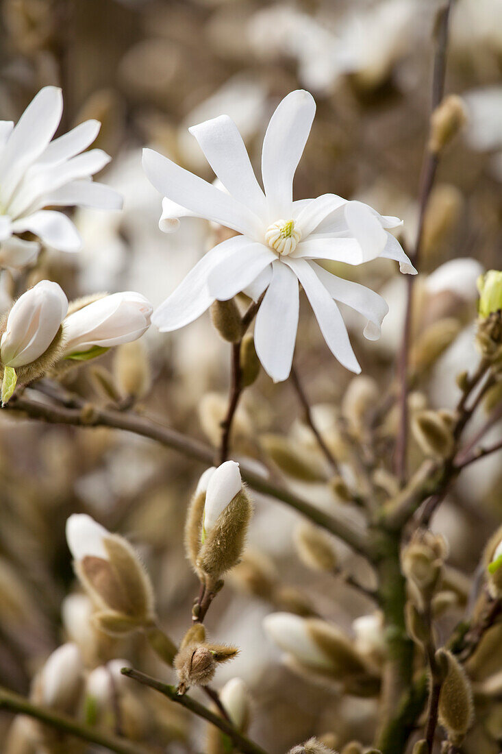 Magnolia stellata 'Royal Star'