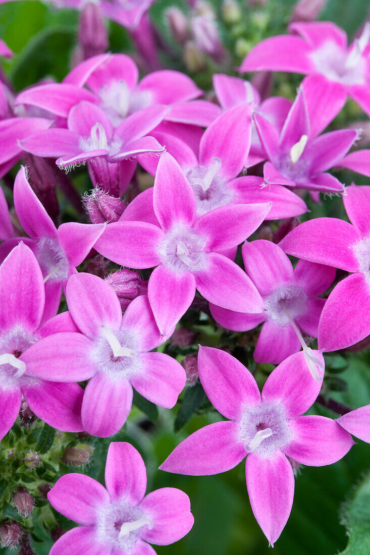 Pentas lanceolata Graffiti® Lavender