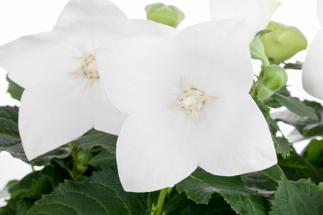 Platycodon grandiflorus 'Astra Weiß'