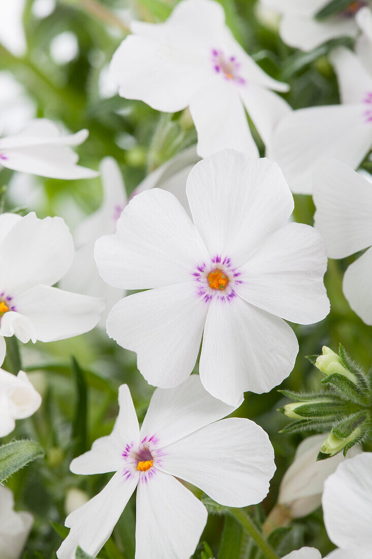 Phlox subulata, white