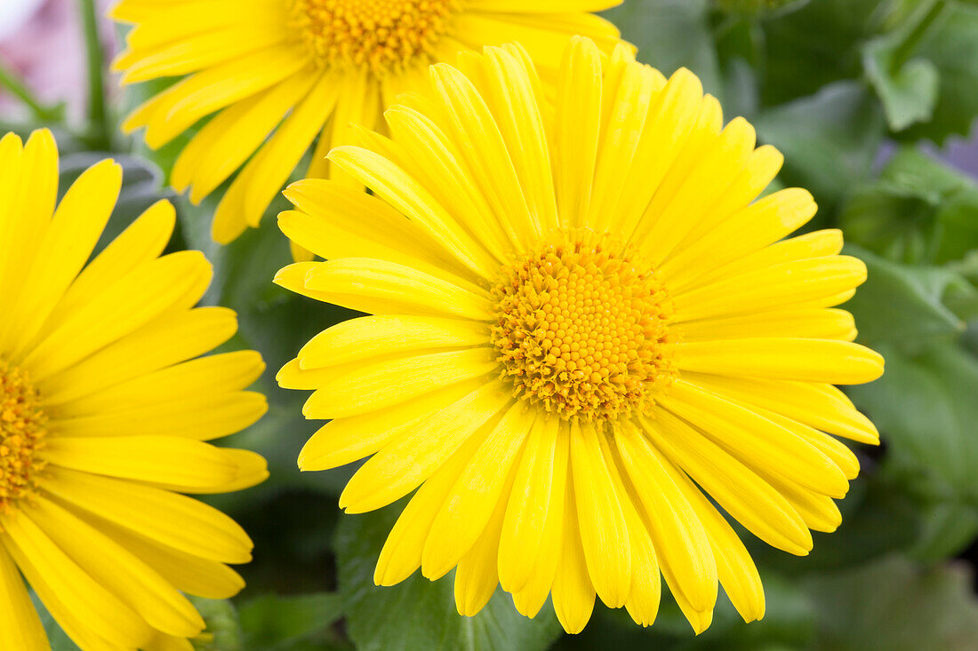 Doronicum orientale, gelb