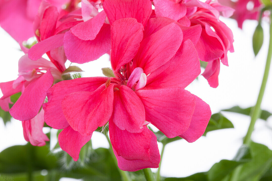 Pelargonium peltatum