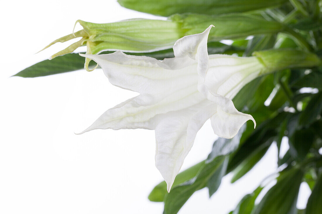 Brugmansia, weiß