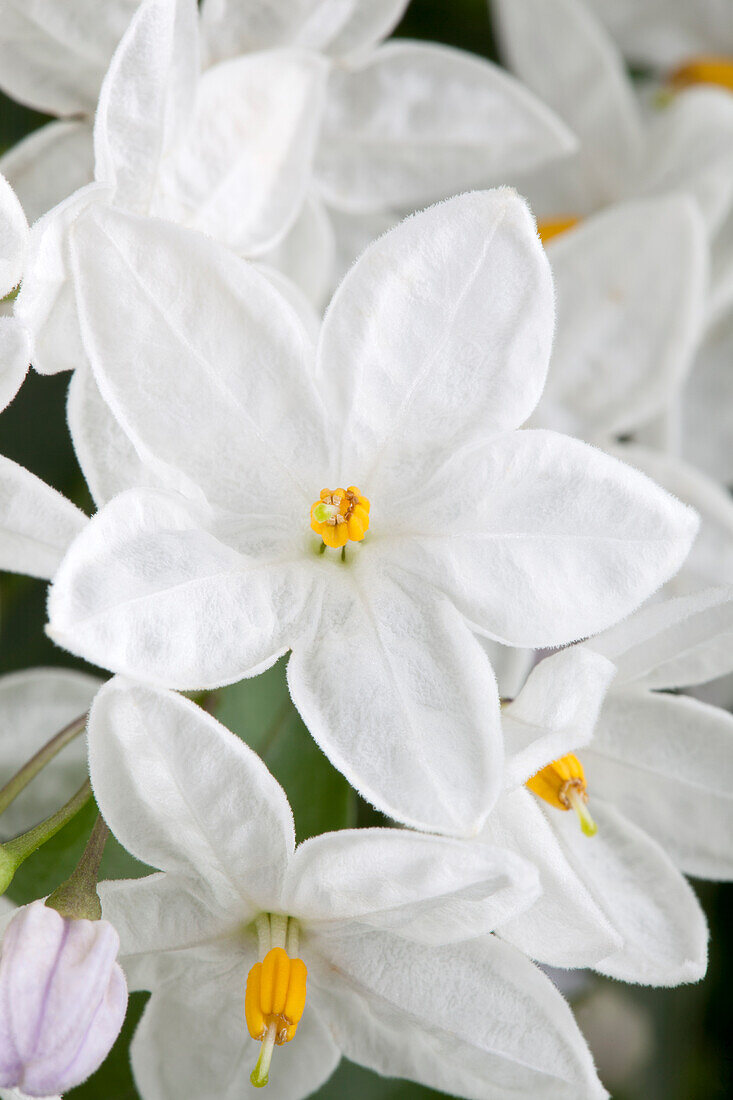 Solanum jasminoides, weiß