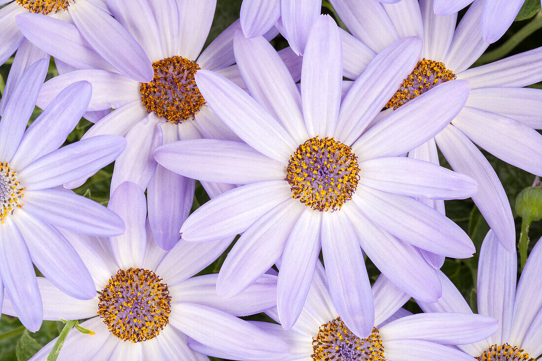 Senecio cruentus