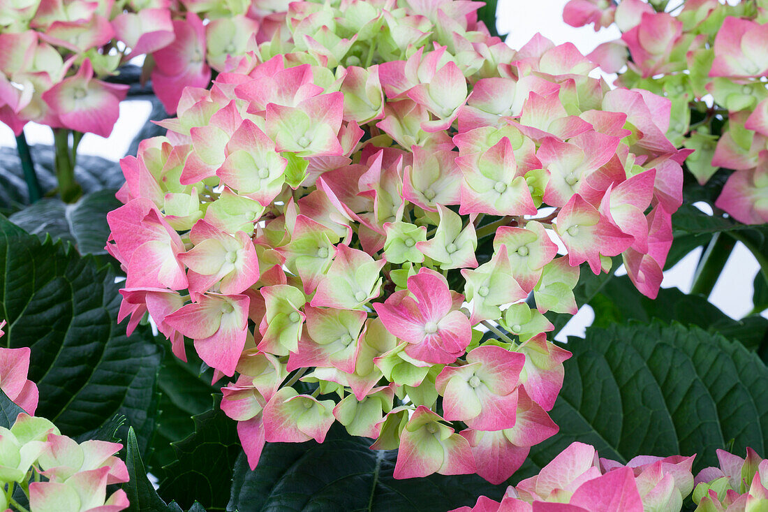 Hydrangea macrophylla 'Beacons