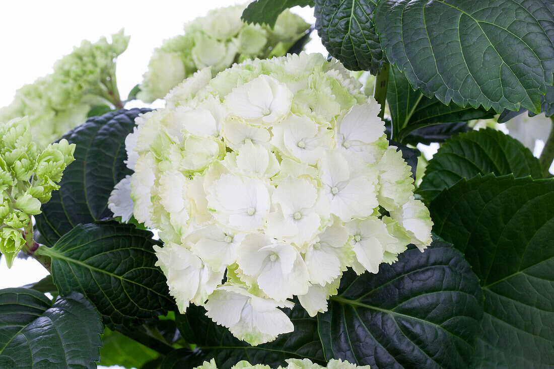 Hydrangea macrophylla, white