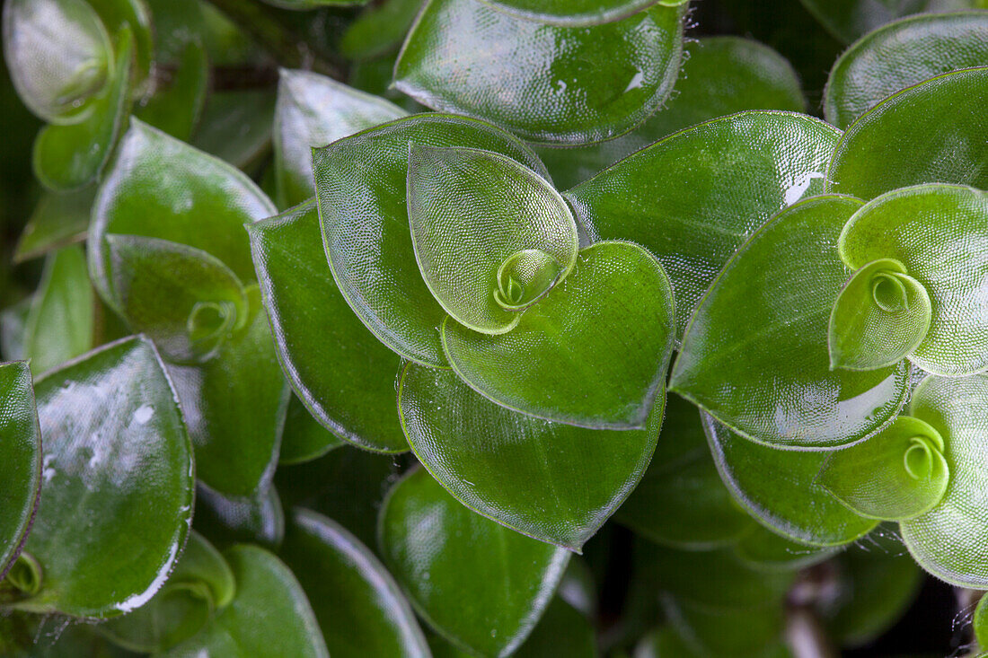 Callisia repens