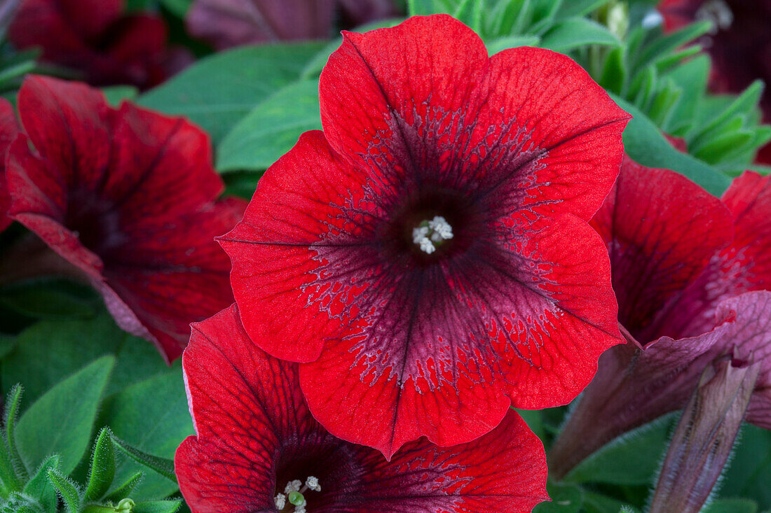 Petunia, red