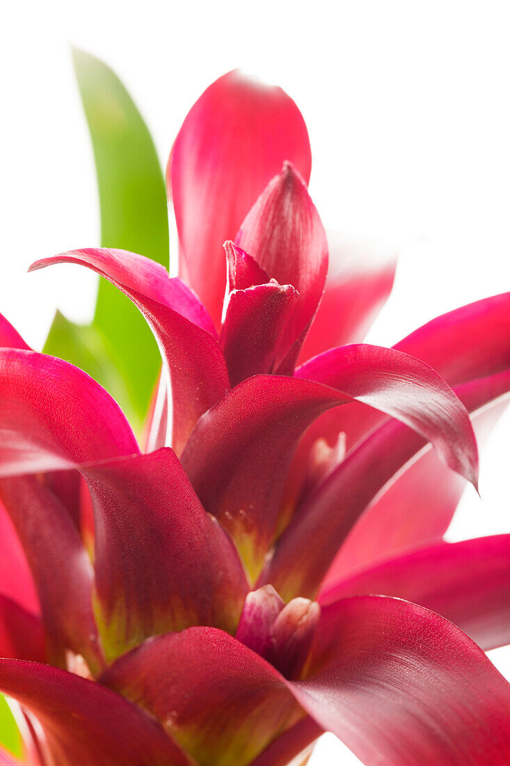 Guzmania