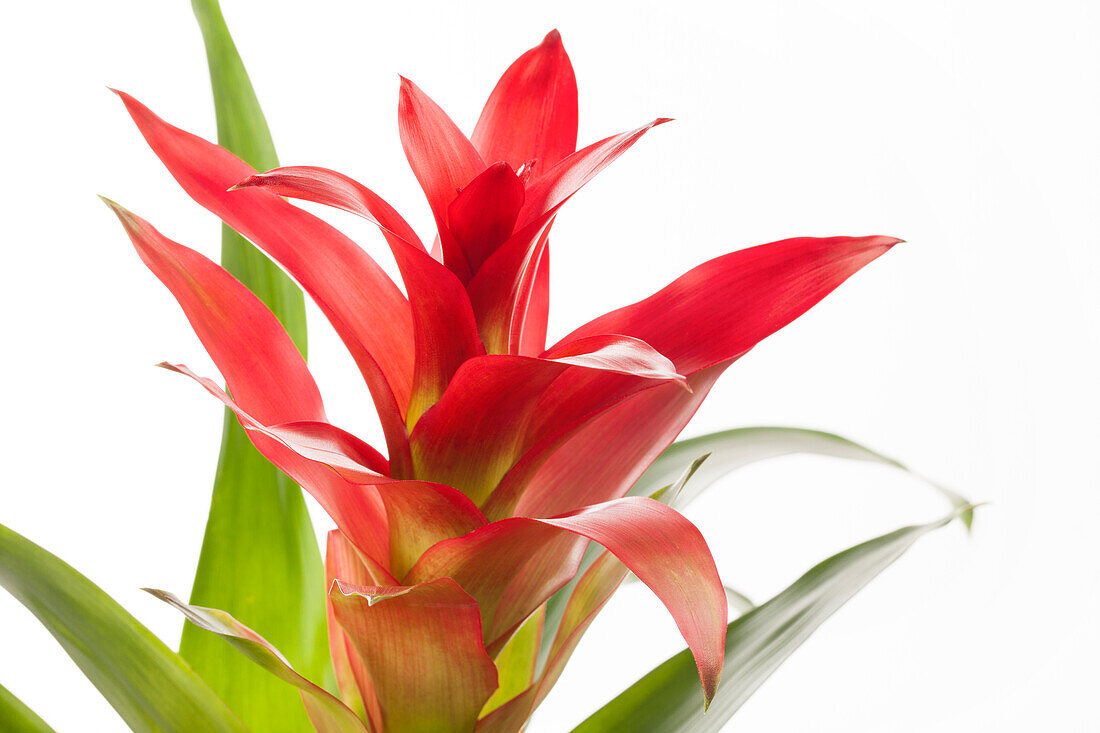 Guzmania