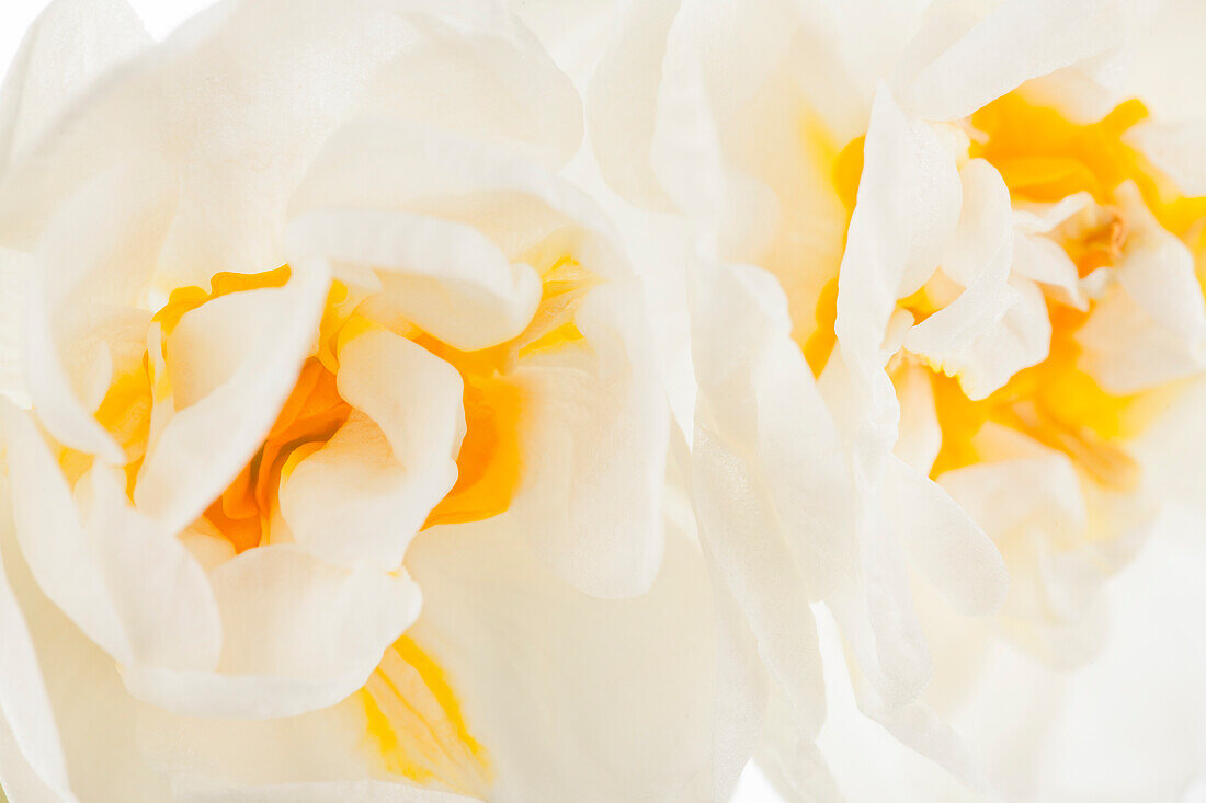 Narcissus Bridal Crown