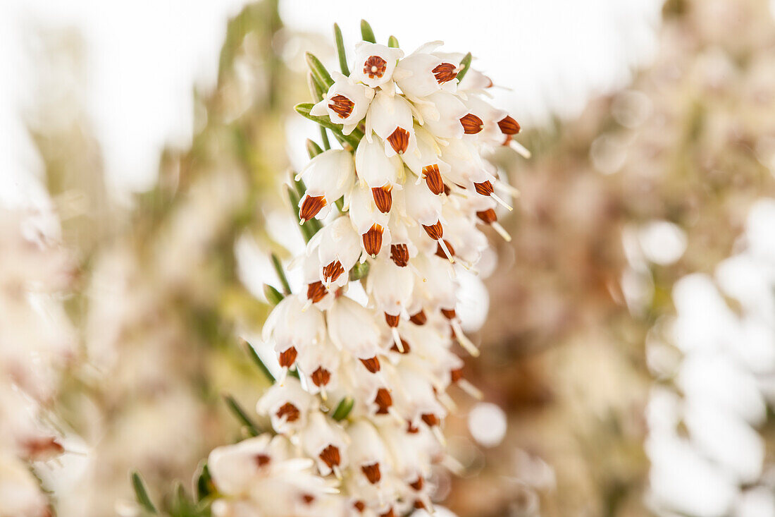 Erica darleyensis