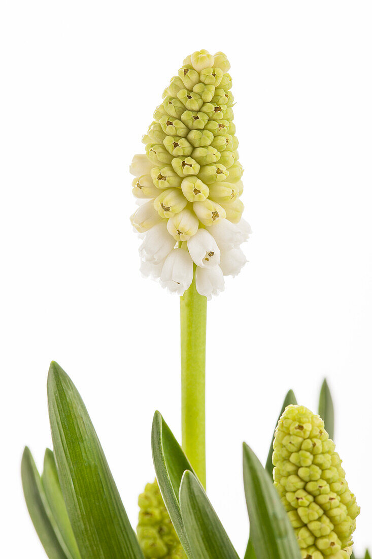 Muscari, weiß