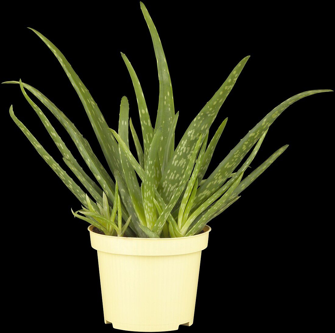 Aloe vera barbadensis miller